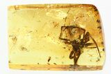 Large Detailed Fossil Spider (Araneae) In Baltic Amber #346398-3